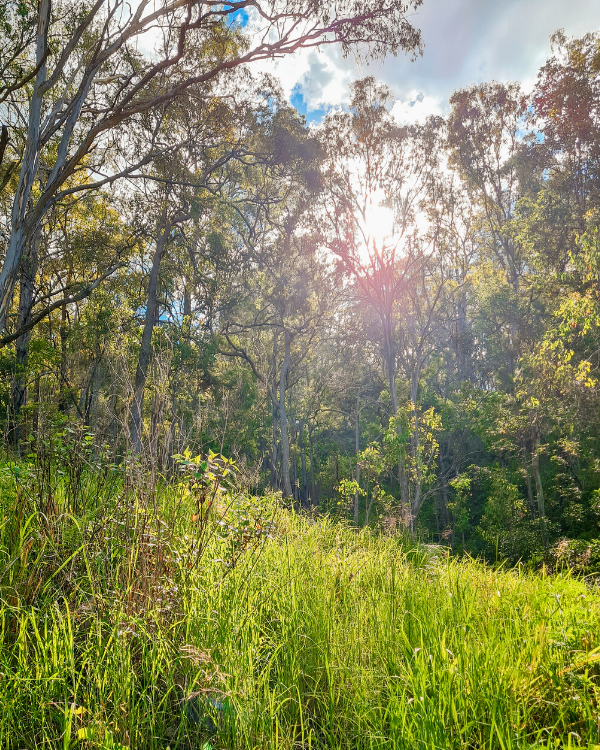 picture of nature at Charlie and Fox to promote sustainability commitment